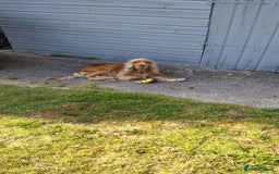 Cocker Spaniel dogs for sale: Cocker Spaniel - Image 9