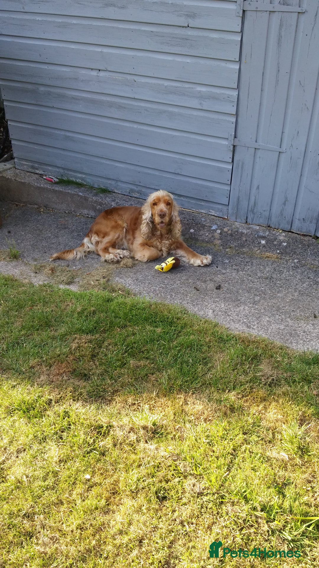 Cocker Spaniel dogs for sale: Cocker Spaniel - Image 9