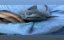 British Shorthair cats for sale: Stunning British short hair 4 sale  - Image 3