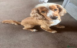 Cockapoo dogs for sale: Adult entire male Cocker Spaniel - Image 3