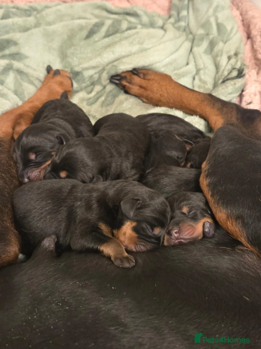 Dobermann dogs for sale: 🐾 Rottermann puppies 🐾 - Advert 4