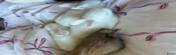 Lionhead rabbits for sale: beautiful lionhead rabbits  - Advert 3