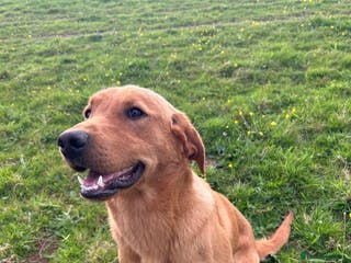Labrador Retriever dogs Standing at stud in Tavistock - Advert 1