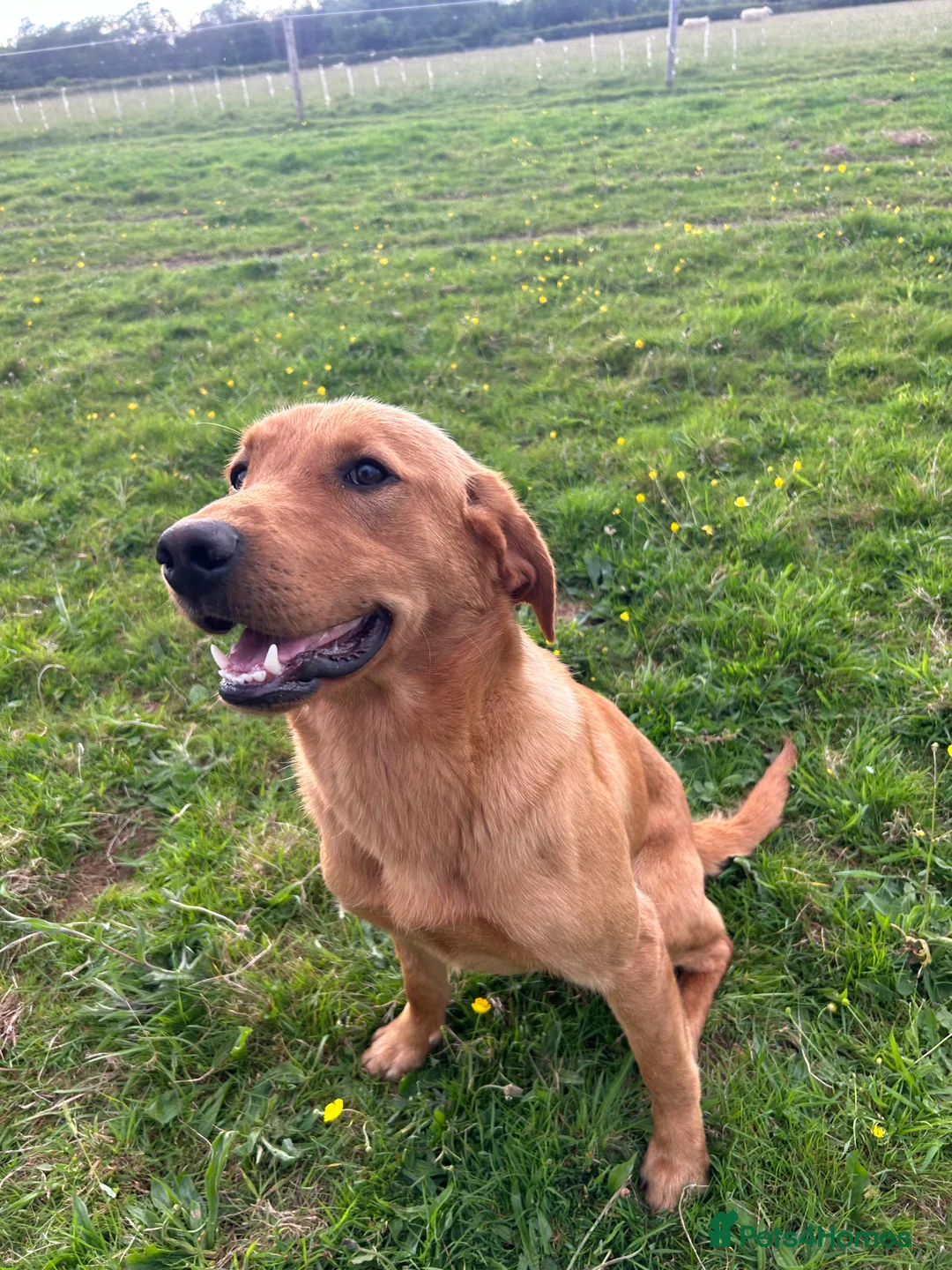 Labrador Retriever dogs for stud: Standing at stud  in Tavistock - Advert 1