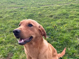 Labrador Retriever dogs Standing at stud in Tavistock - Advert 7