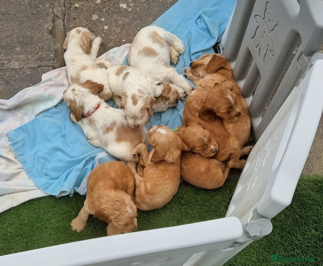 Cocker Spaniel dogs KC, High Pedigrees Show Cockers puppies available - Advert 14