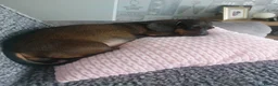 Dachshund dogs for sale: Dachshund Puppies in Redditch - Advert 1