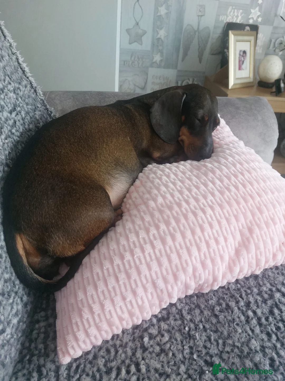 Dachshund dogs for sale: Dachshund Puppies in Redditch - Advert 1