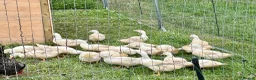 Ducks poultry for sale: Cherry valley ducks in Edenbridge - Advert 2