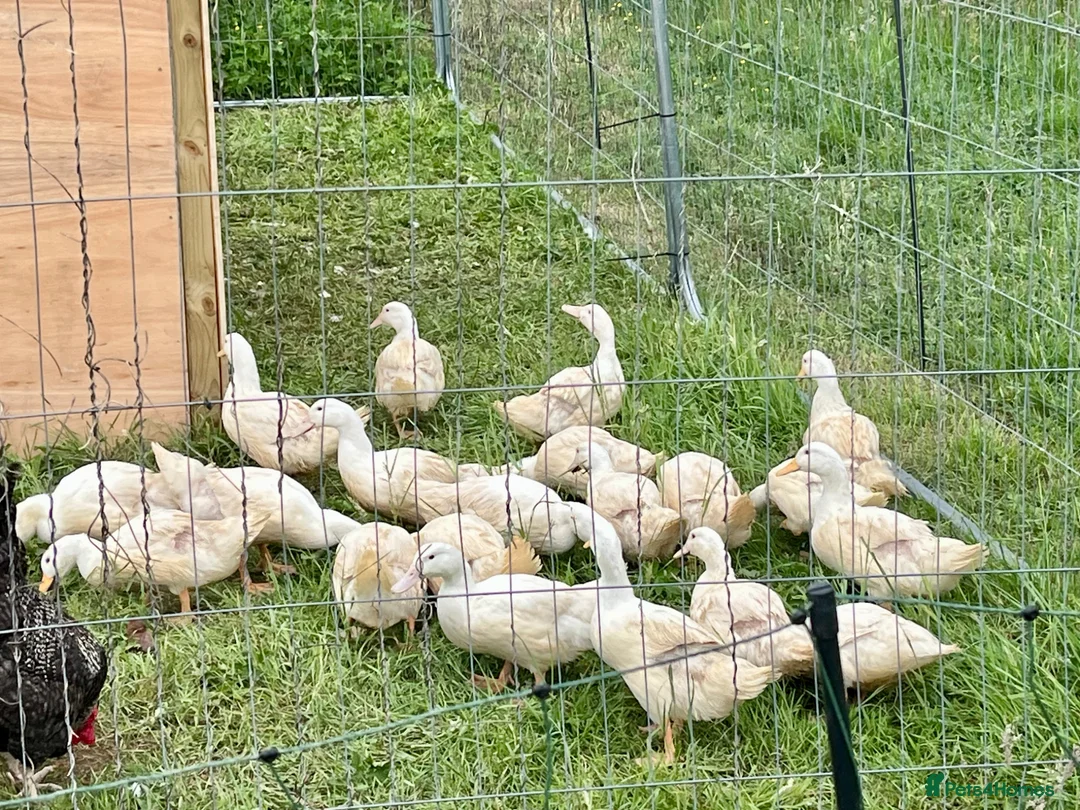 Ducks poultry for sale: Cherry valley ducks in Edenbridge - Advert 2
