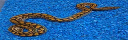 Boa Snake reptiles for sale: Paraguayan Rainbow Boa's  - Advert 4
