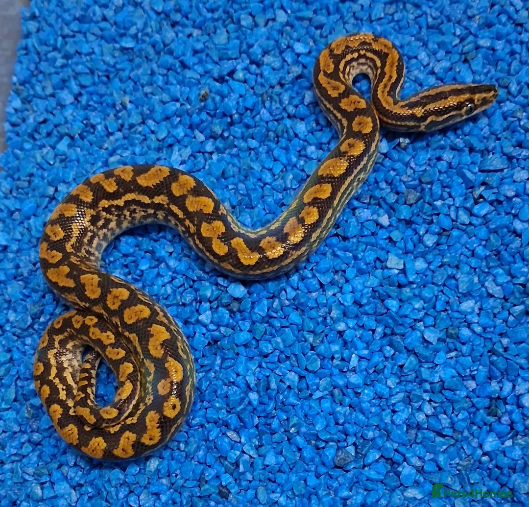 Boa Snake reptiles for sale: Paraguayan Rainbow Boa's  - Advert 4
