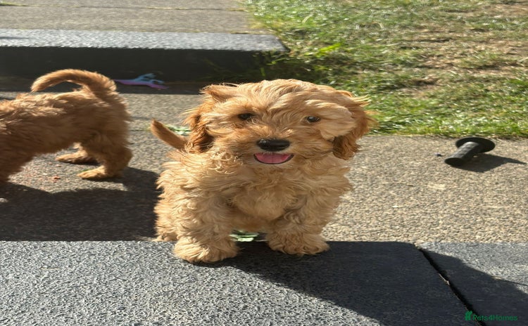 Cockapoo dogs - Advert 1