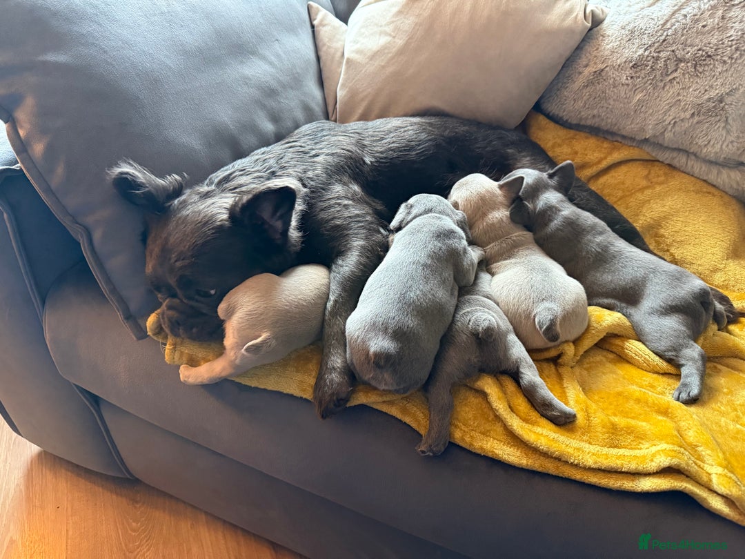 French Bulldog dogs for sale: Beautiful litter of Frenchies - Image 7