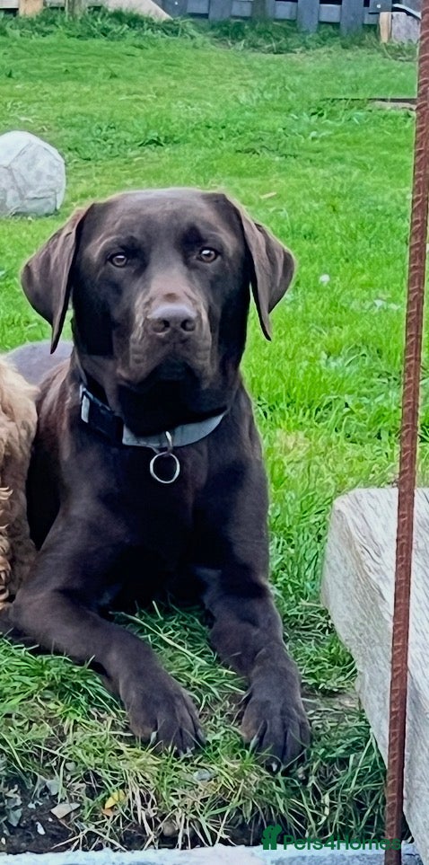 Labrador Retriever dogs Brown Labrador  - Advert 1