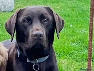 Labrador Retriever dogs Brown Labrador - Advert 1