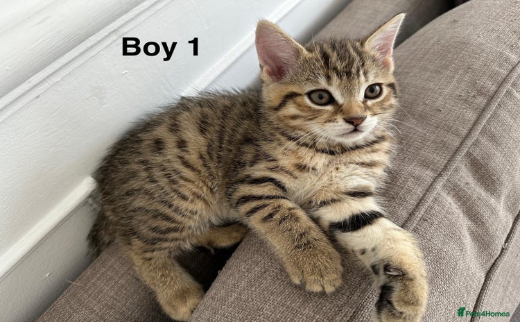 Bengal cats - Advert 2