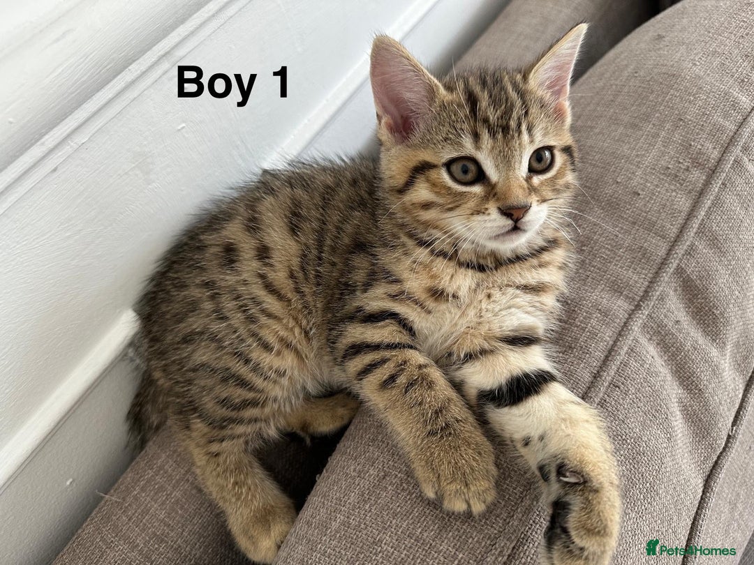 Bengal cats for sale: Gorgeous bengal kittens. READY NOW!!!! - Image 1
