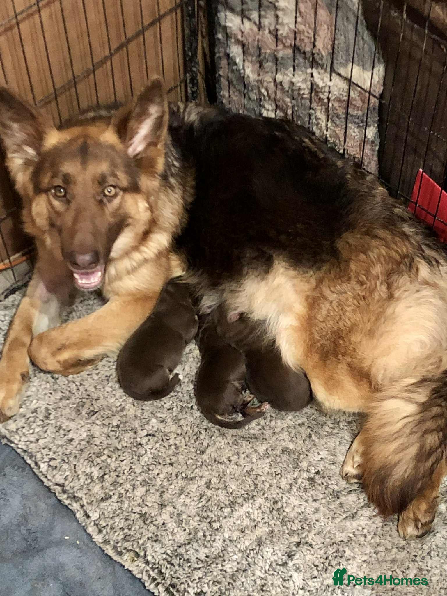 German Shepherd dogs Beautiful liver and tan German Sheperd - Advert 2