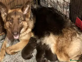 German Shepherd dogs Beautiful liver and tan German Sheperd - Advert 3