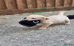 Labrador Retriever dogs for sale: Beautiful Labrador Retriever puppies for sale - Image 10