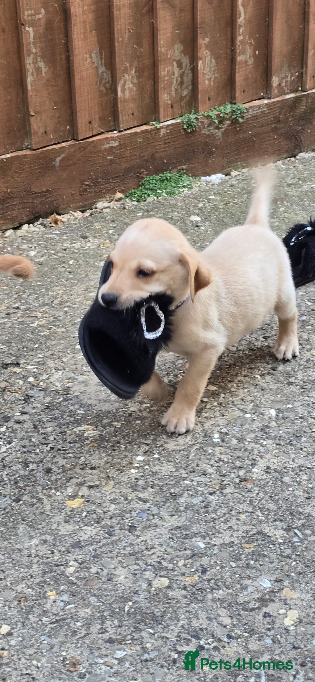 Labrador Retriever dogs for sale: Beautiful Labrador Retriever puppies for sale - Image 10
