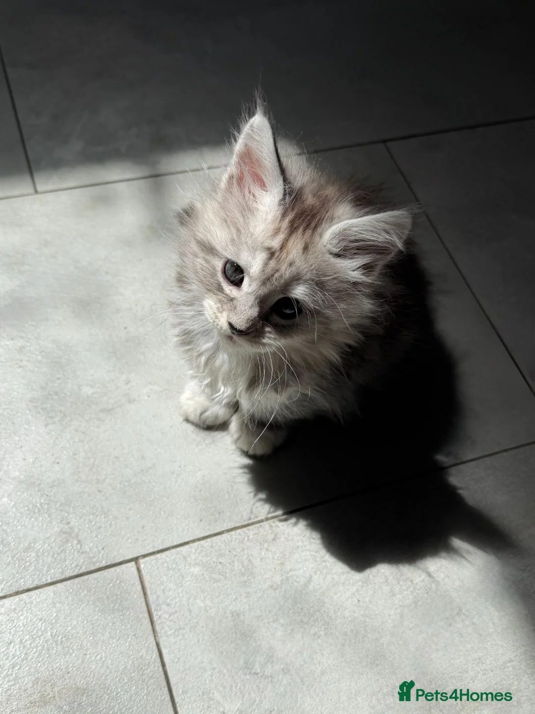 Maine Coon cats for sale: Tica Main Coon Kittens - Advert 24