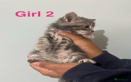 Mixed Breed cats for sale: 🐱 Gorgeous Kittens For Sale🐱 - Image 11