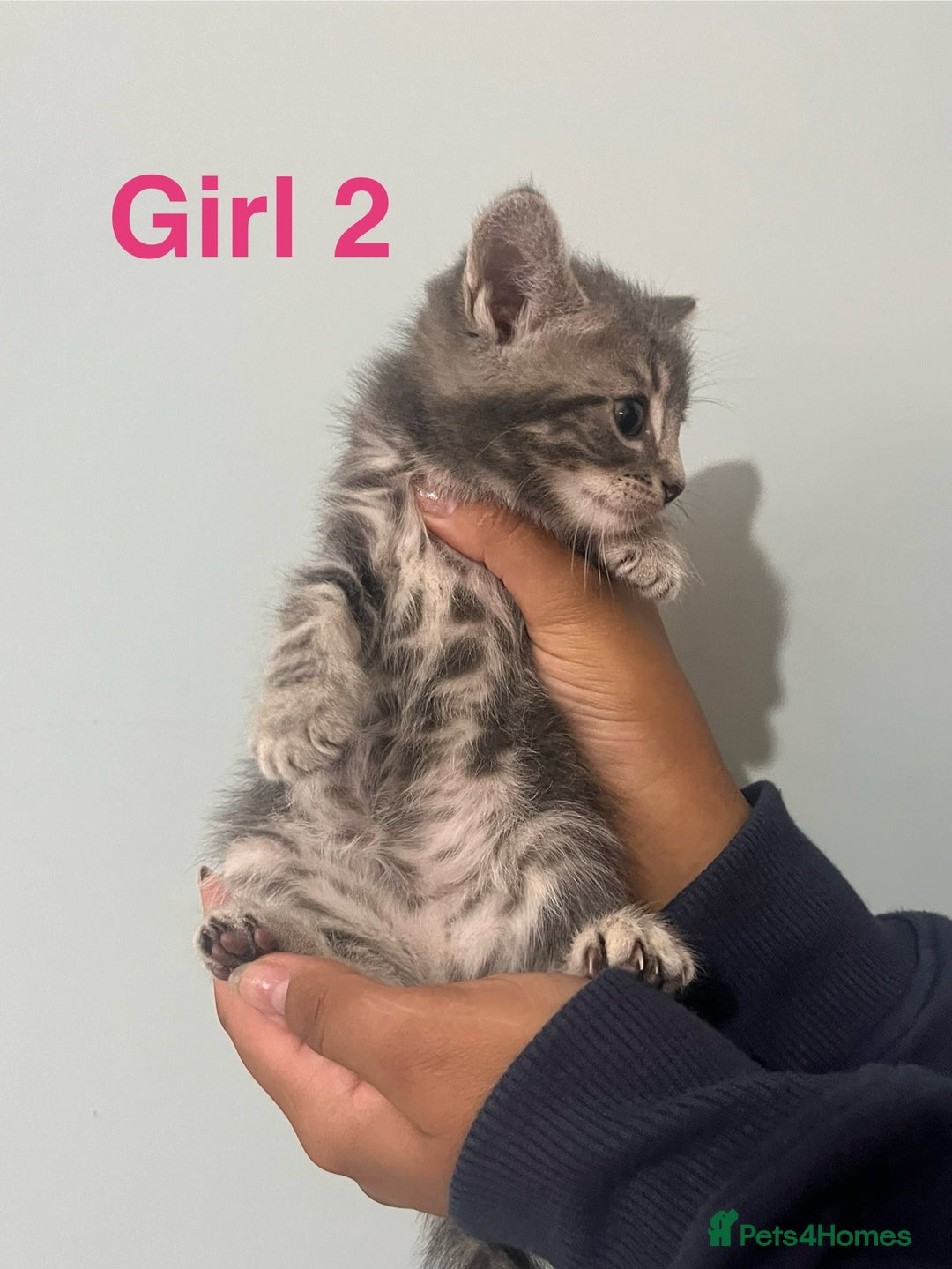 Mixed Breed cats for sale: 🐱 Gorgeous Kittens For Sale🐱 - Image 11