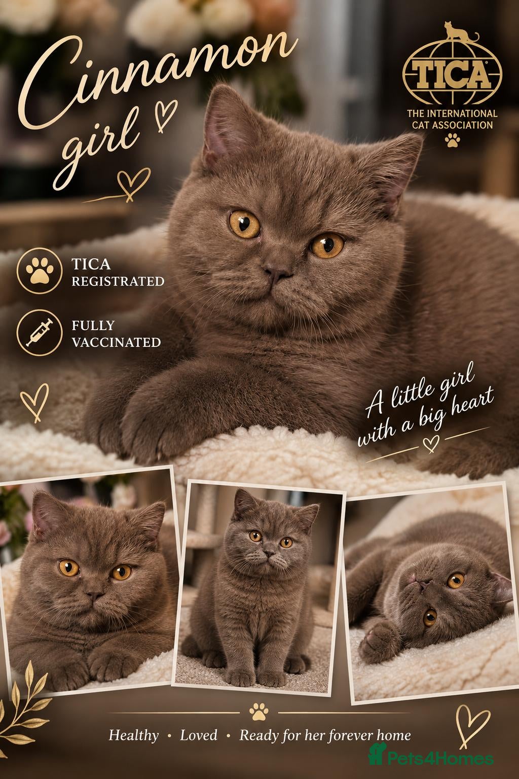 British Shorthair cats GCCF Champion line kittens - Advert 2