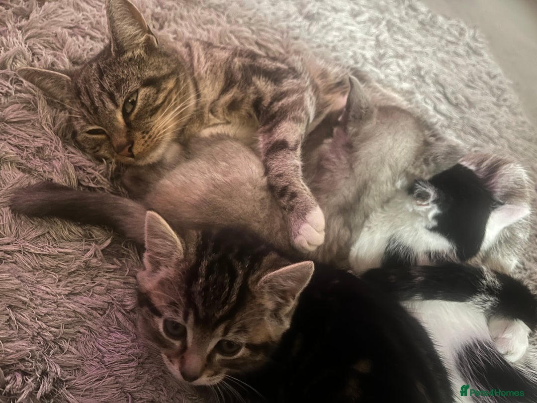 British Shorthair cats for sale: 3 kittens looking for forever home. Ready to leave - Advert 7