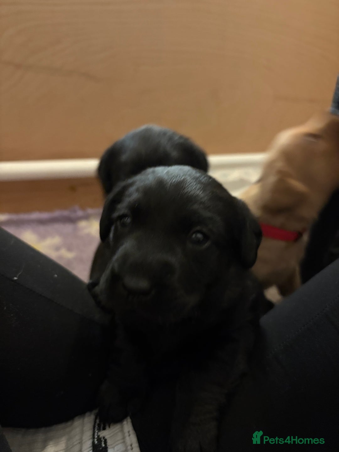 Labrador Retriever dogs for sale: Labrador puppies.  - Advert 10