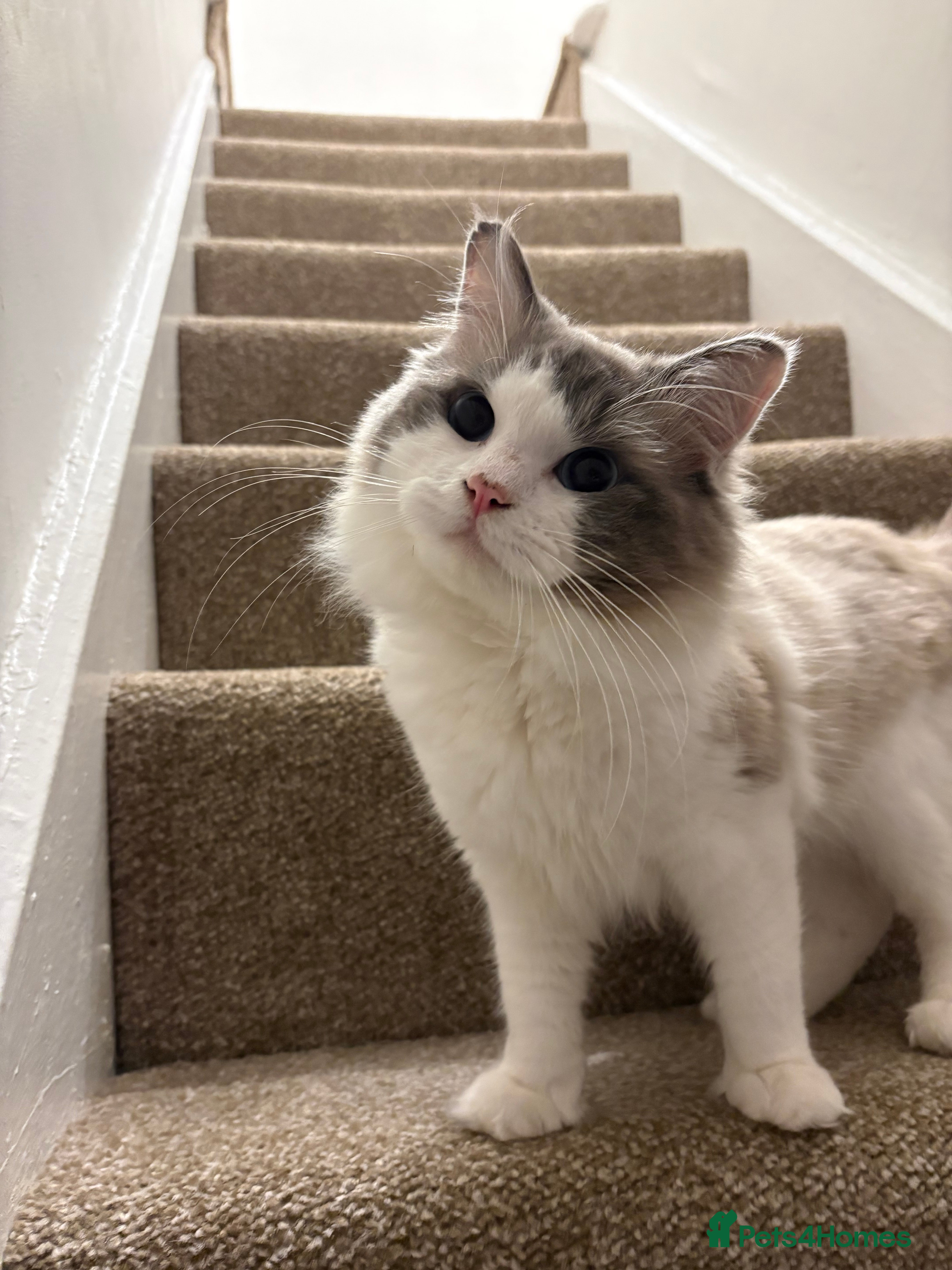 Ragdoll cats Male ragdoll one years old - Advert 4