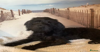 Poodle dogs - Advert 5
