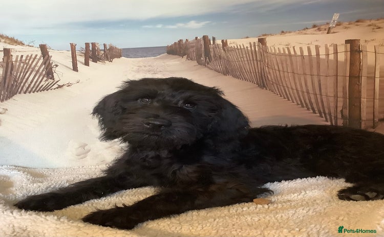 Poodle dogs - Advert 8