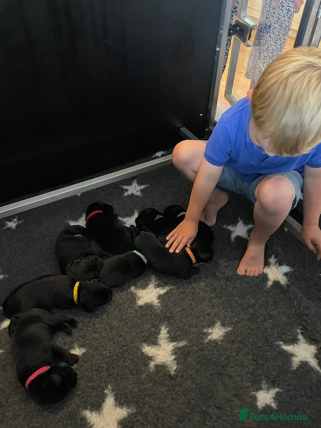 Labrador Retriever dogs for sale: Stunning litter of 8 pedigree Labrador Puppies - Image 6