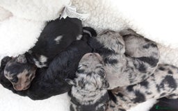 Sheepadoodle dogs for sale: Mini Sheepadoodle the wait is over!  - Image 10