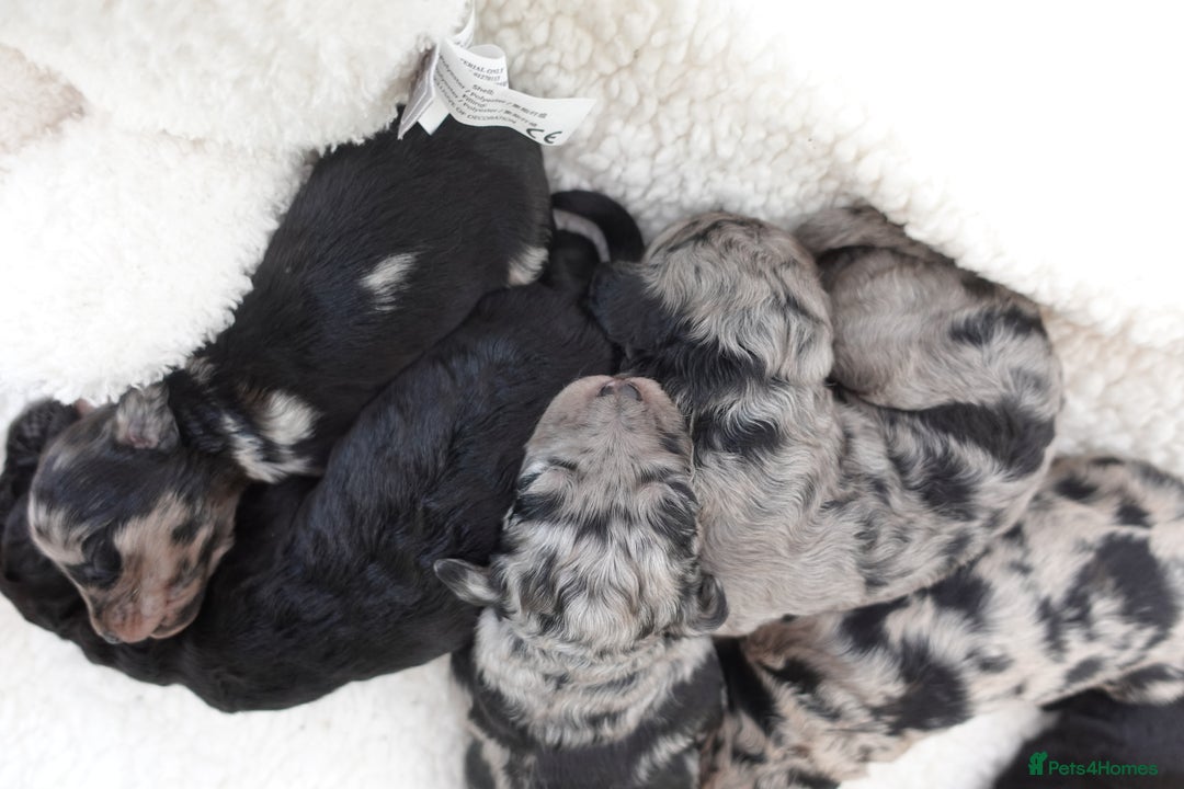 Sheepadoodle dogs for sale: Mini Sheepadoodle the wait is over!  - Image 10