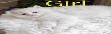 Ragdoll 5