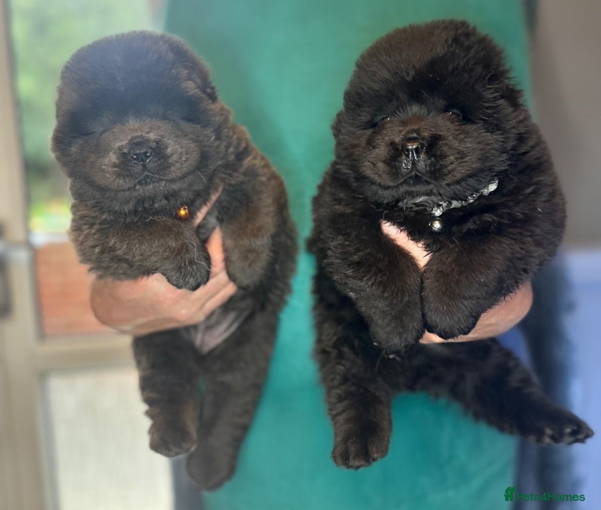 Chow Chow dogs CHOW CHOW pups 🐶 READY TO LEAVE NEXT WEEK ✨️ - Advert 4