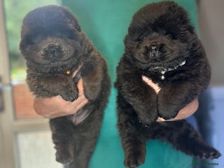 Chow Chow dogs CHOW CHOW pups 🐶 READY TO LEAVE NEXT WEEK ✨️ - Advert 1