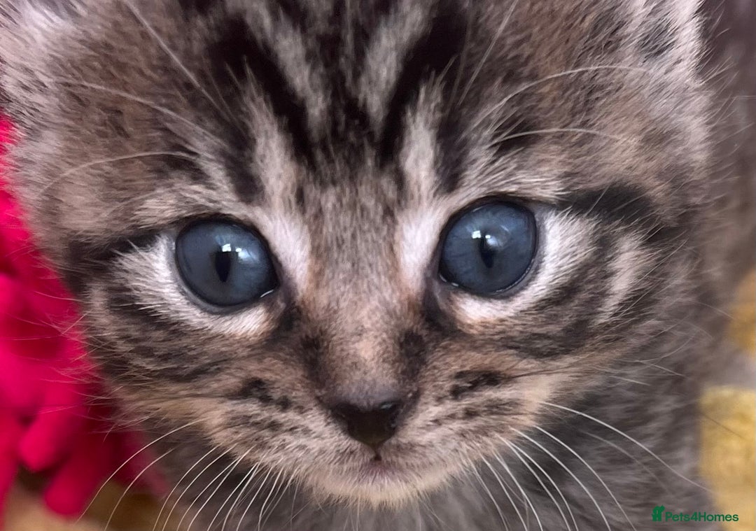 Mixed Breed cats for sale: CLEMENTINE’S CUTIES - (MUM with BENGAL)   - Advert 4