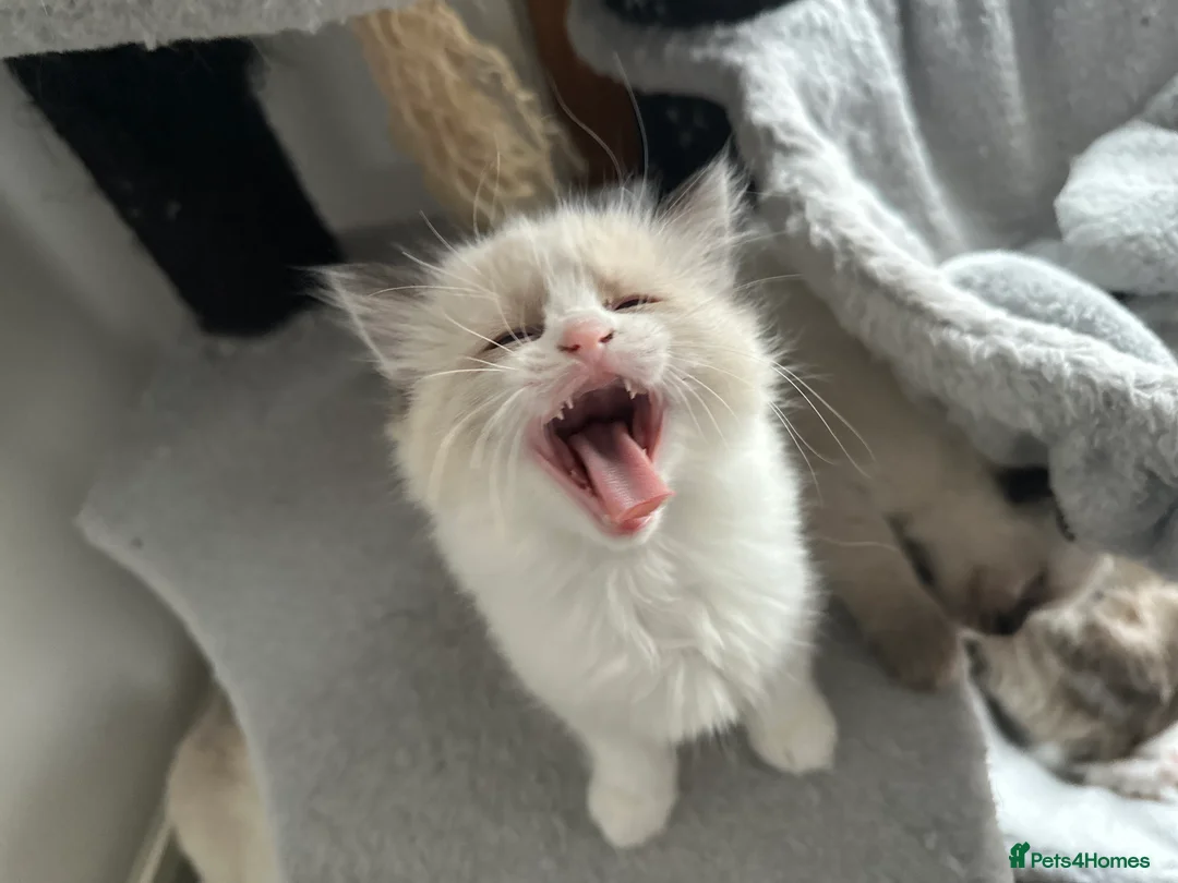 Ragdoll cats for sale: Gorgeous ragdoll girls!  - Advert 9