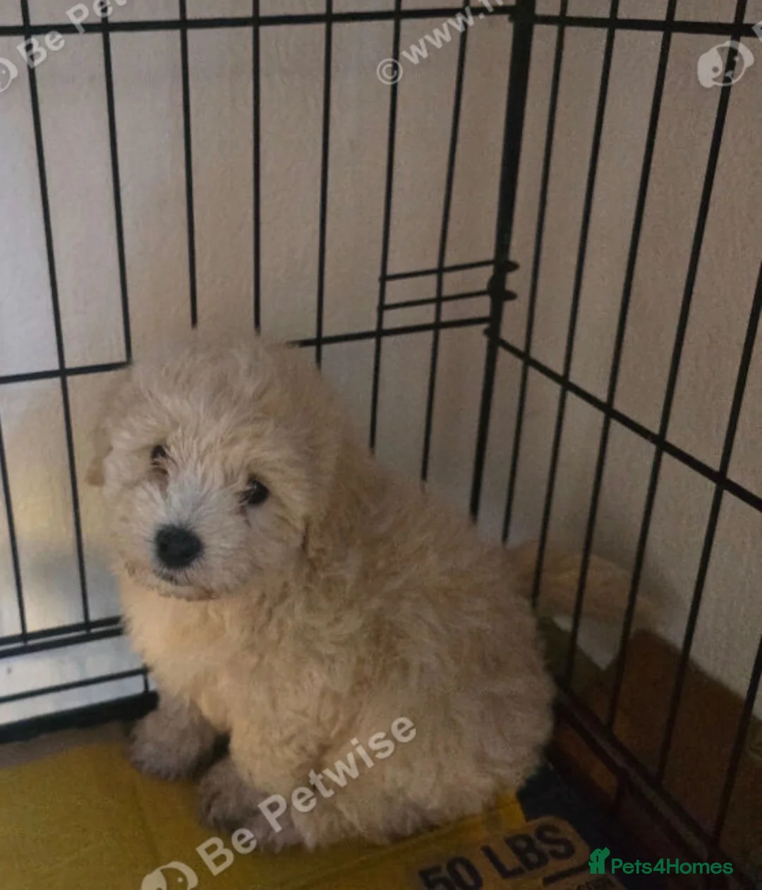 Maltipoo dogs for sale: 8 week old maltipoo - Advert 1