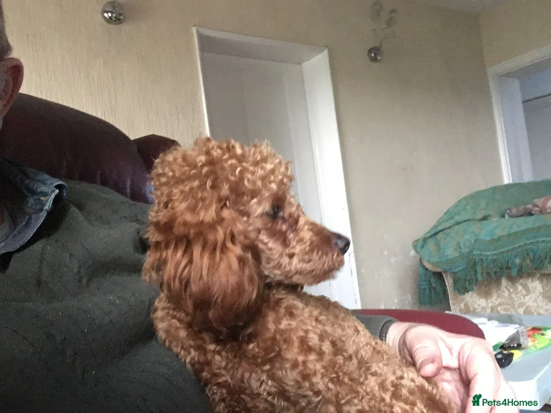 Toy Poodle dogs for stud: High health status red toy poodle. KC.reg in Carlisle - Advert 2