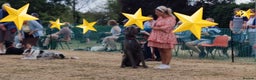 Great Dane dogs for stud: fully health tested proven outstanding solid blue in Thetford - Advert 18
