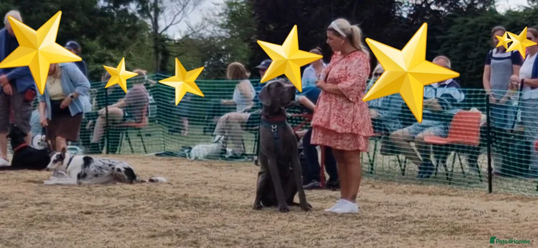 Great Dane dogs for stud: fully health tested proven outstanding solid blue in Thetford - Advert 18