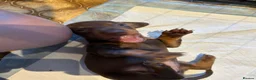 Miniature Dachshund dogs for sale: Adorable Miniature Dachshund Puppies - Advert 9