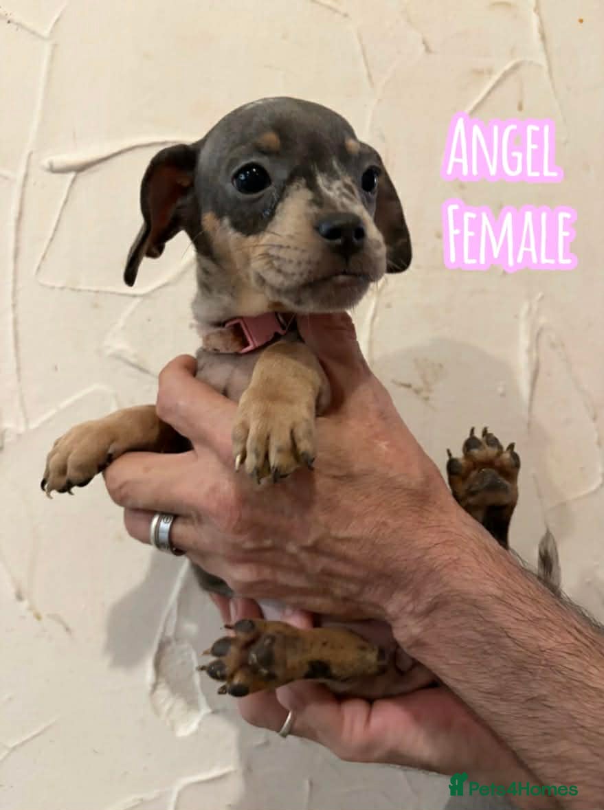 Mixed Breed dogs Gorgeous duo left  - Advert 1