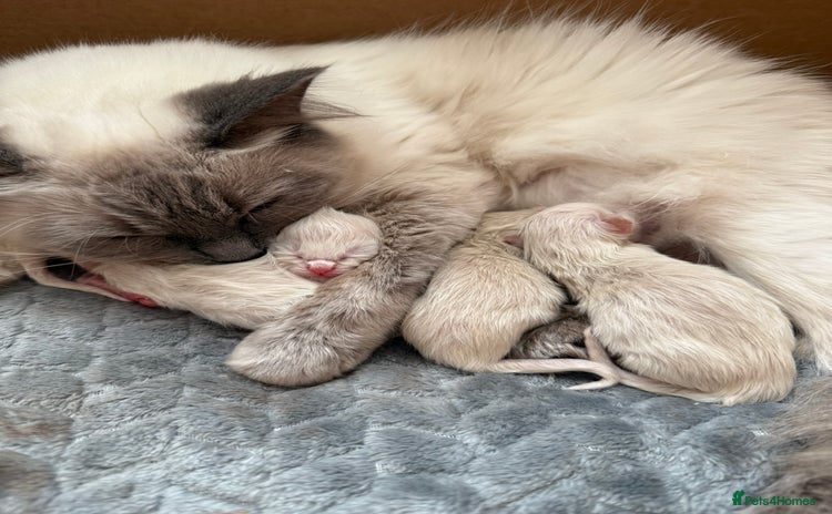 Ragdoll cats - Advert 11